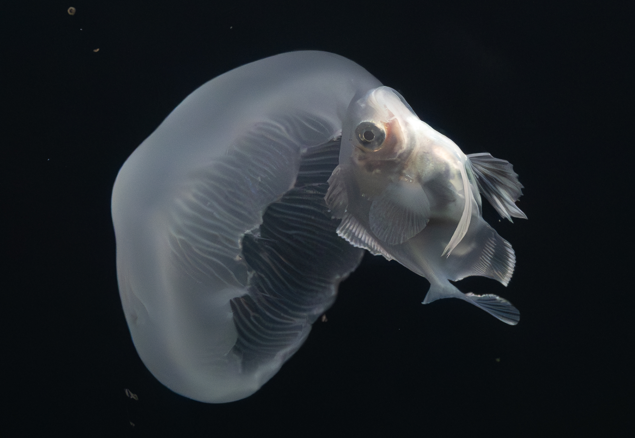 Bluefin Driftfish Feeding on Jellyfish