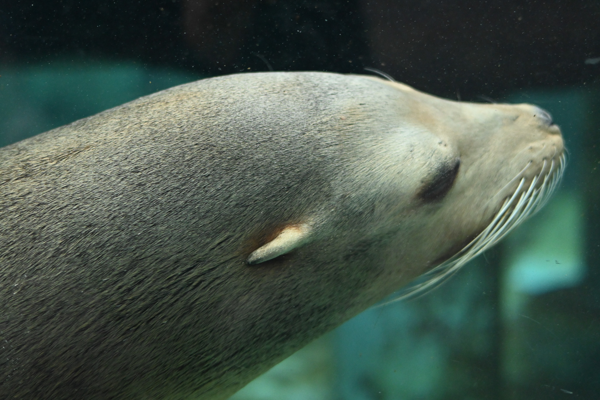 California sea lion.