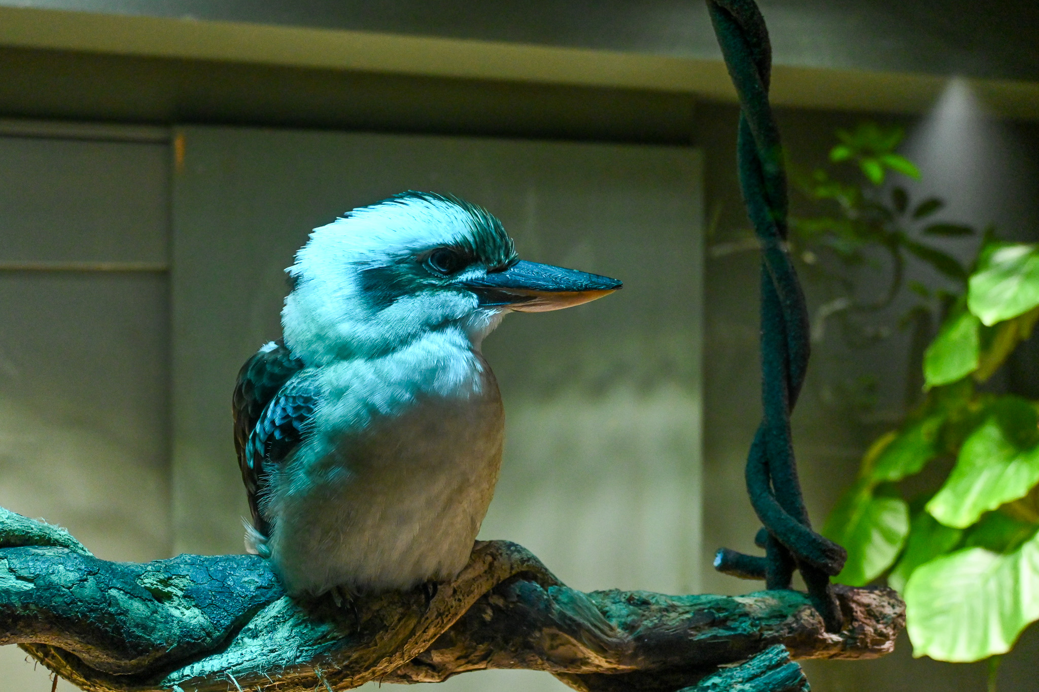 Laughing kookaburra.