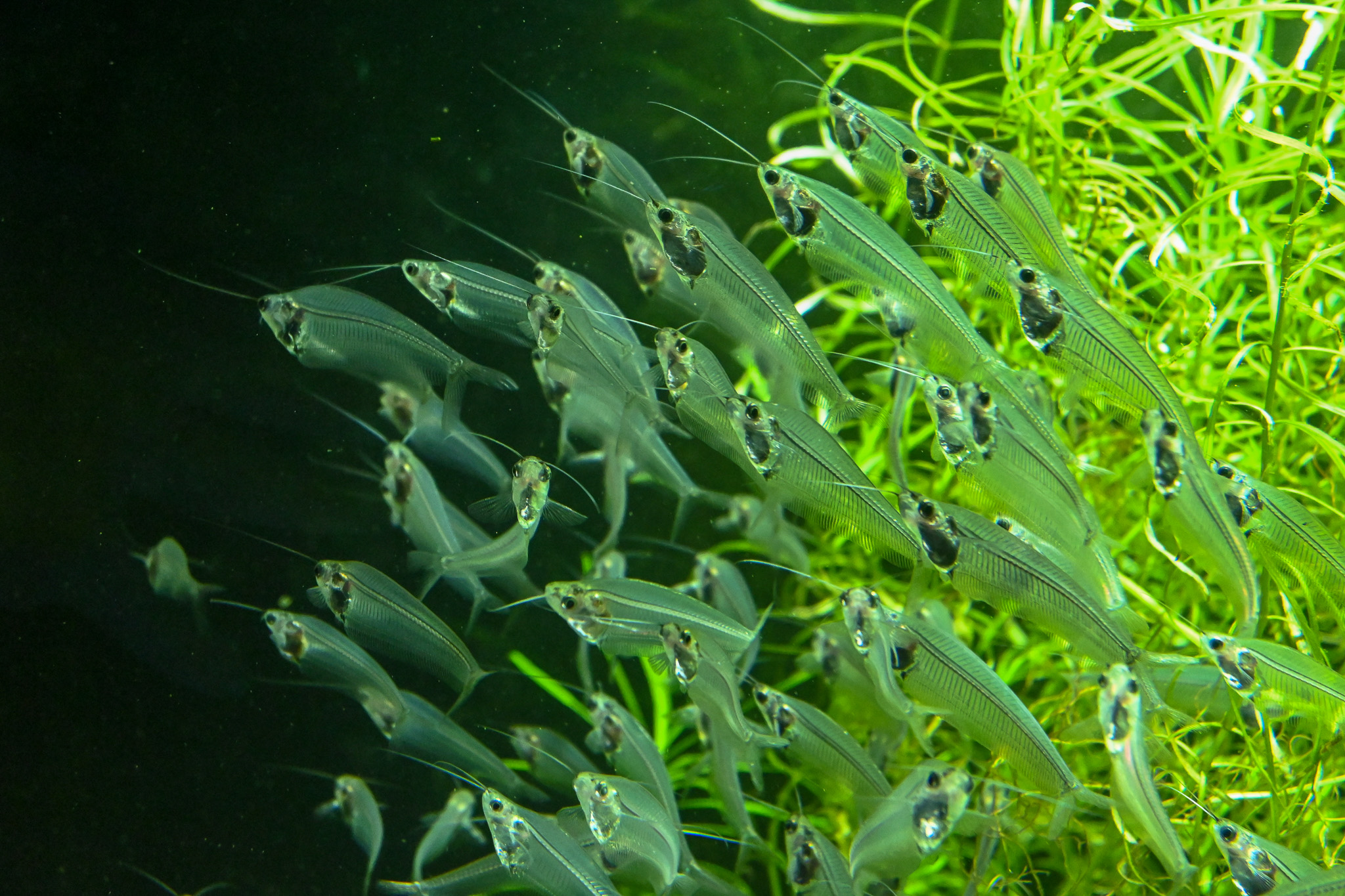 Translucent glass catfish.