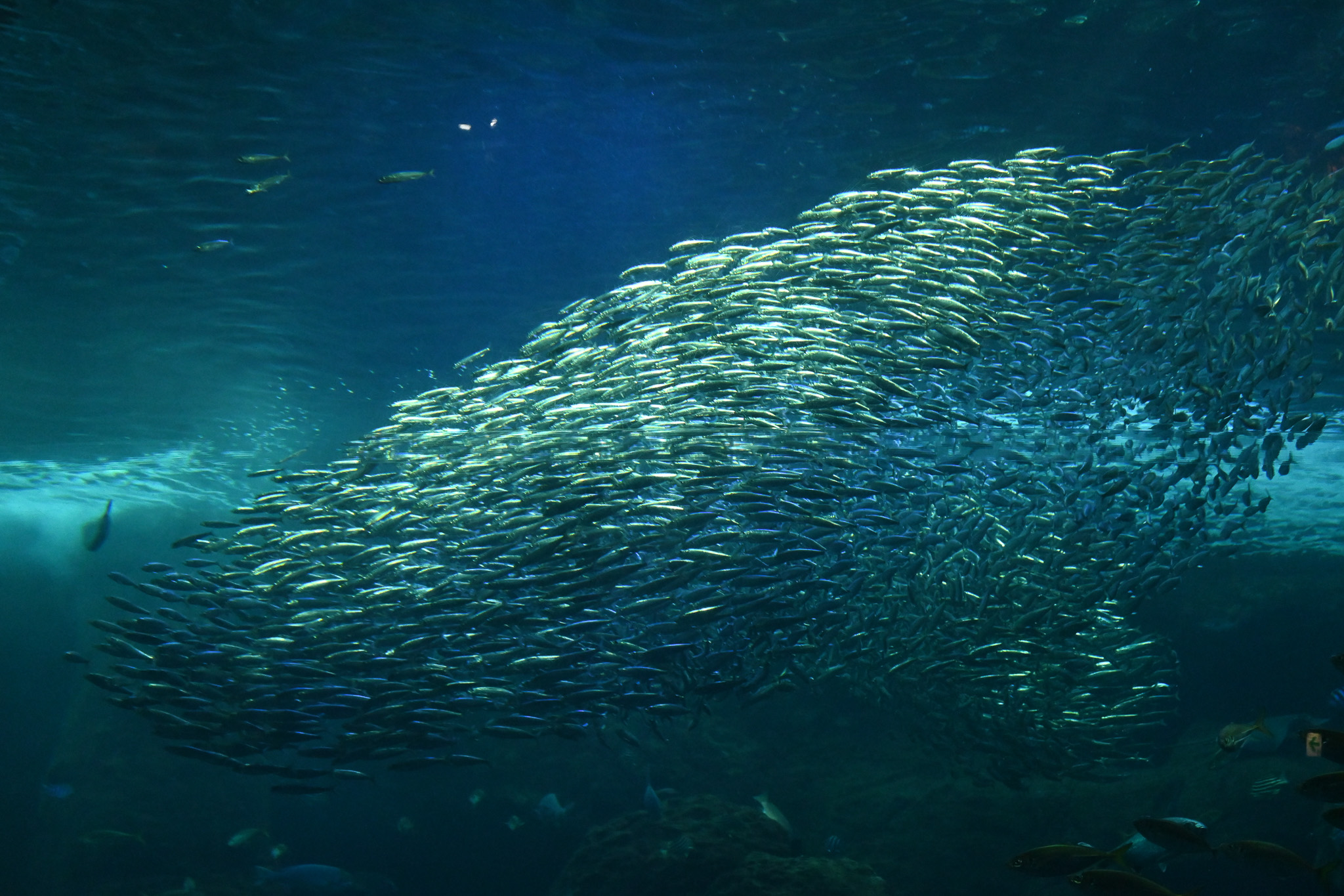 A school of sardines.