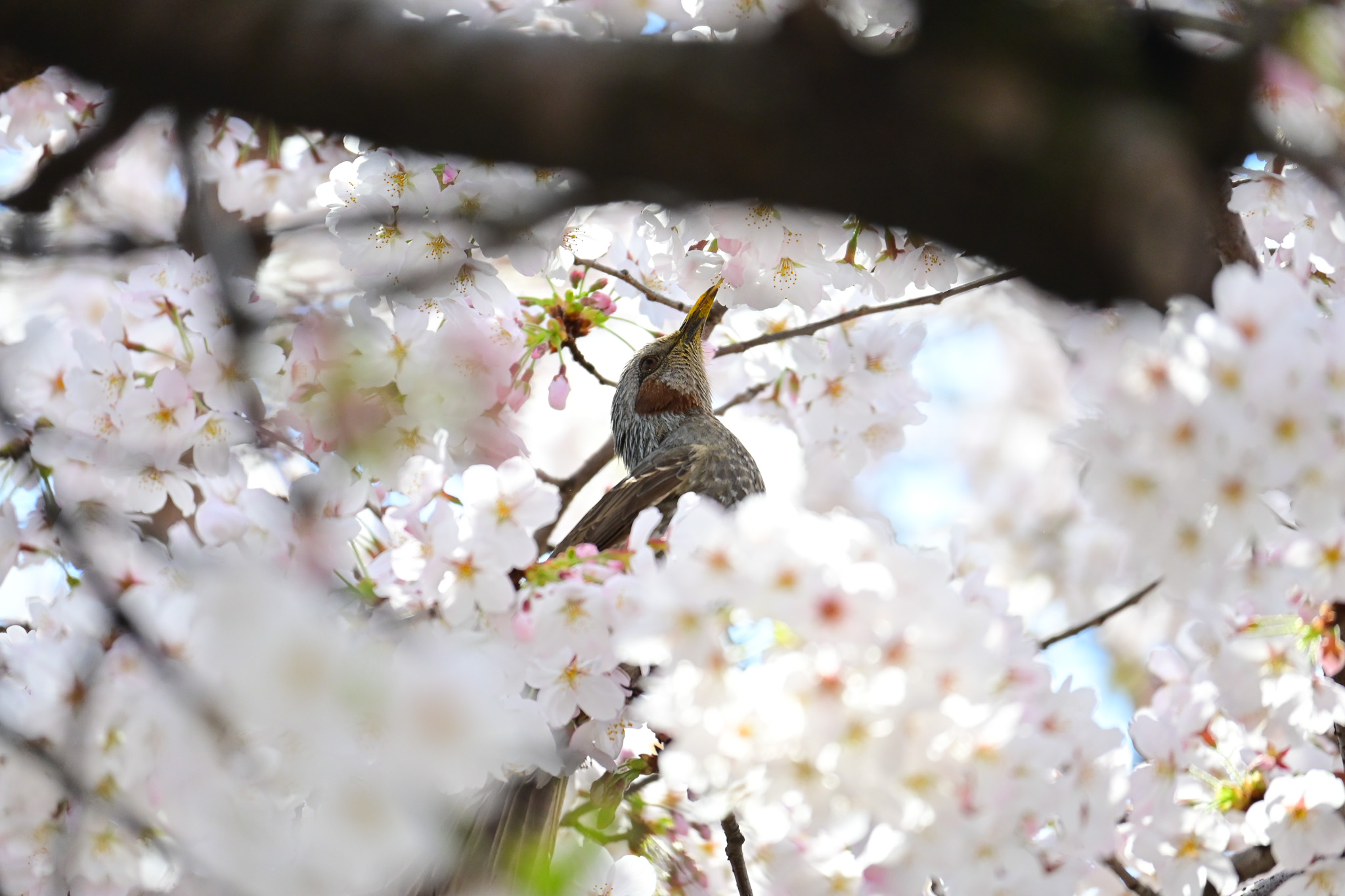 A brown-eared bulbul feeding on cherry blossom nectar. A common bird in Japan.