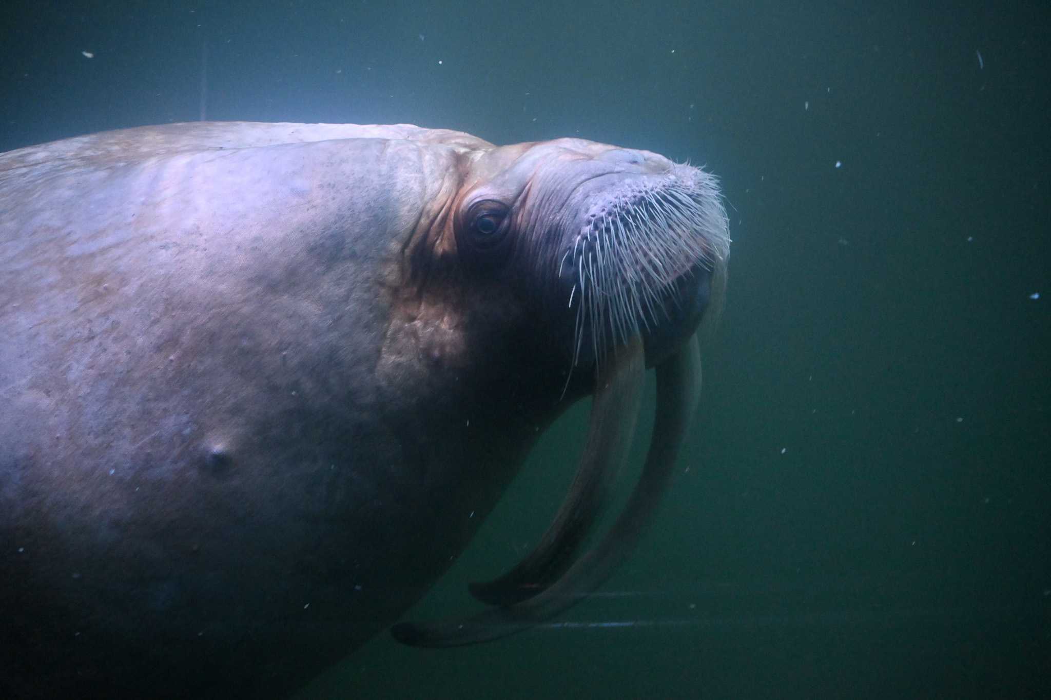 Walrus.