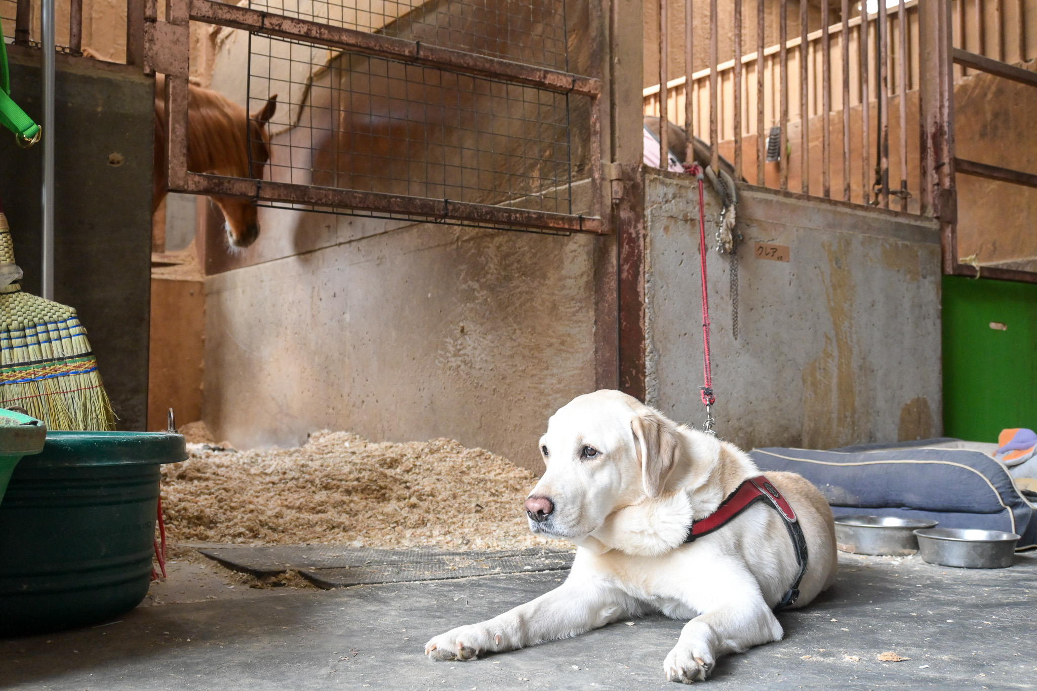 A dog at a riding club. Her name is Claire. I later learned that she had just come to the club as a rescue dog one month before. She is good at licking faces.