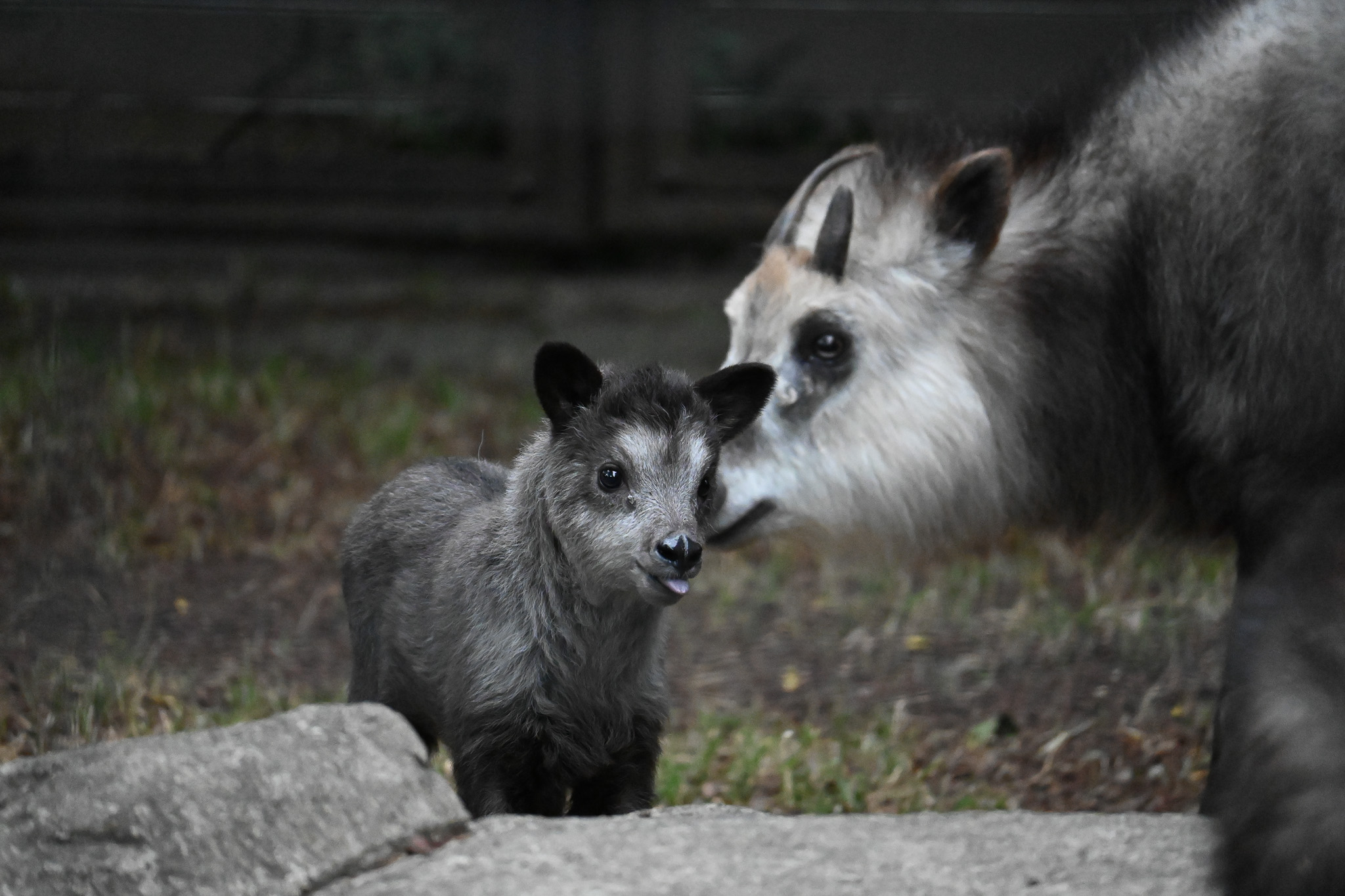 A baby Japanese serow and its mother. 