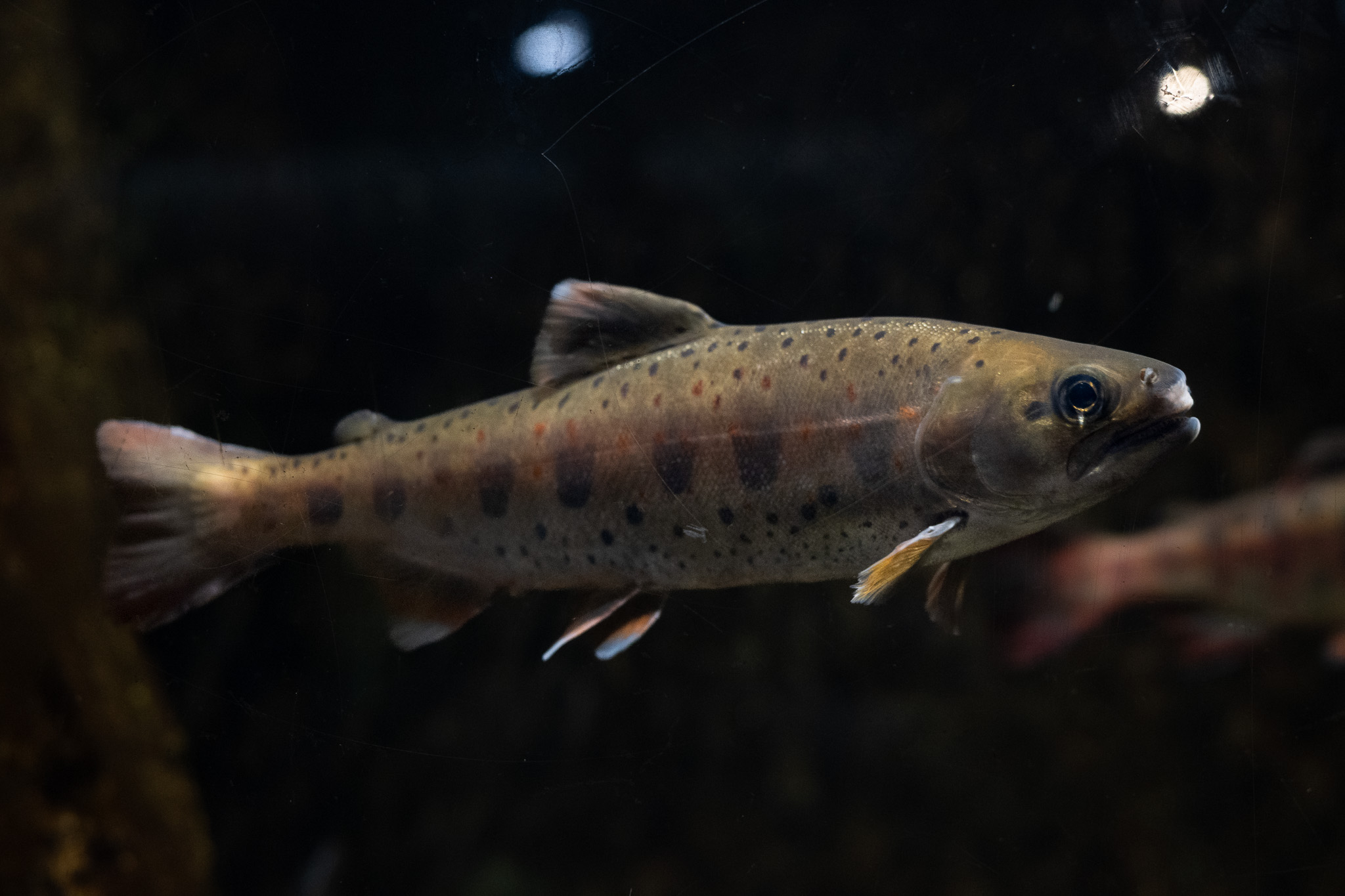 Amago trout (river-resident form of masu salmon). Characterized by red spots. The yamame trout, another river-resident form of masu salmon, does not have red spots.