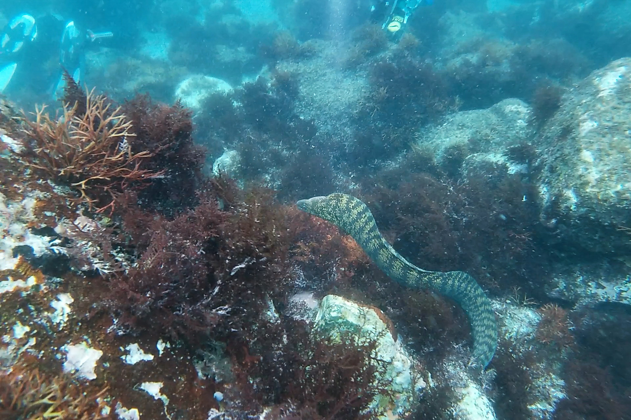 A moray eel. Taken during my first-ever fun diving.