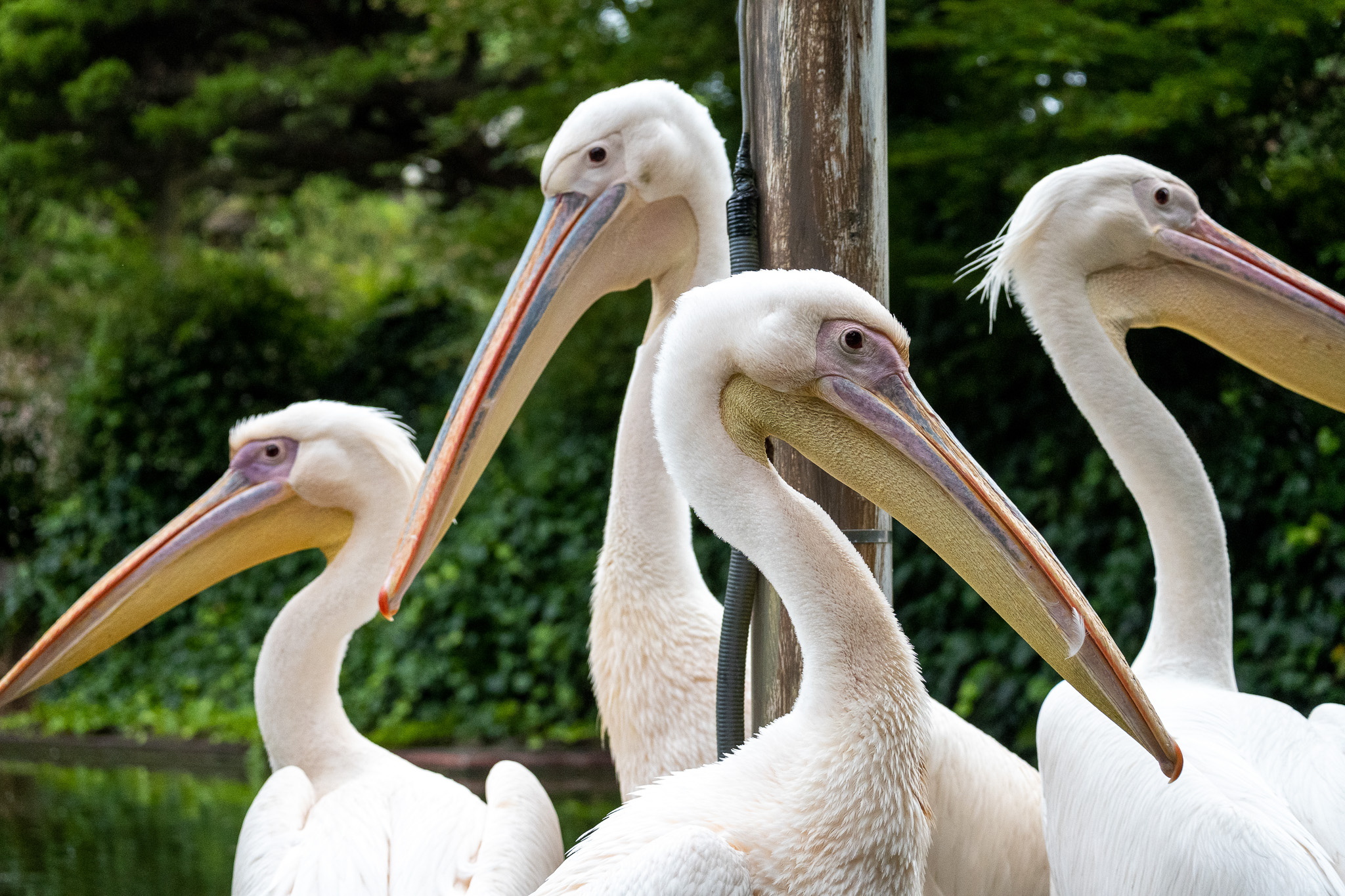 Pink pelican.