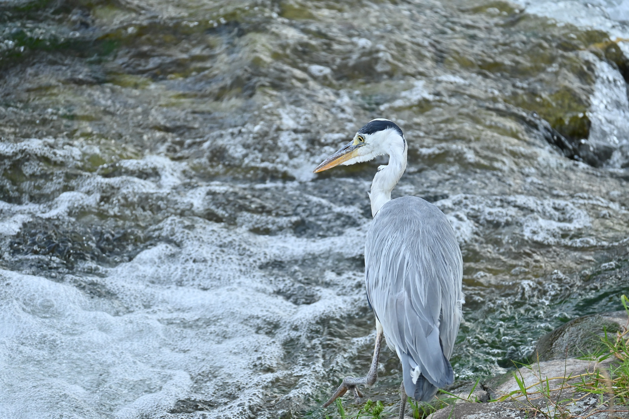 Grey heron.