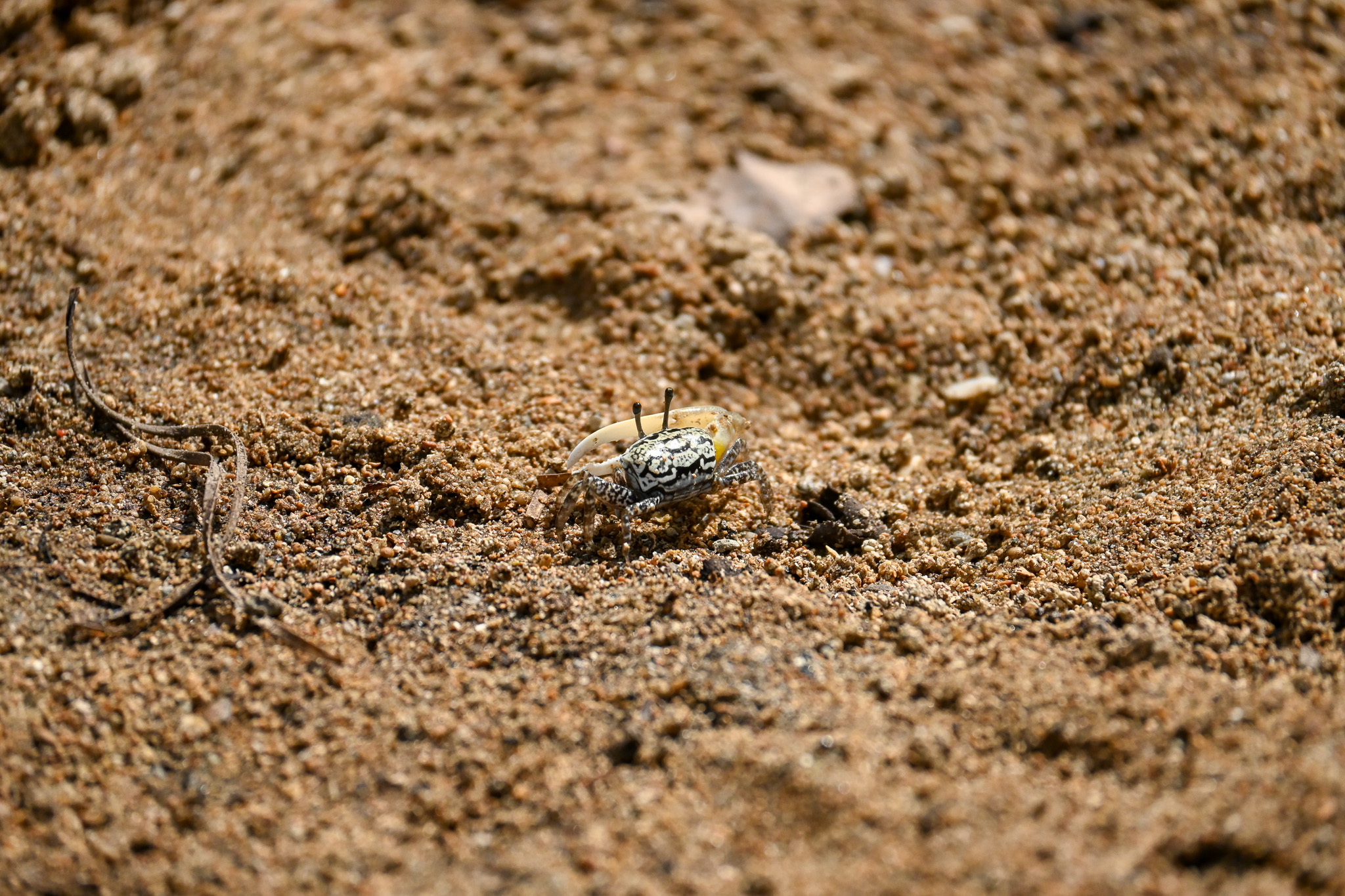 The male Uca lactea perplexa performs a courtship display called “waving,” raising its large white claw. The species was named because this motion looks like it is beckoning the tide with a white fan.