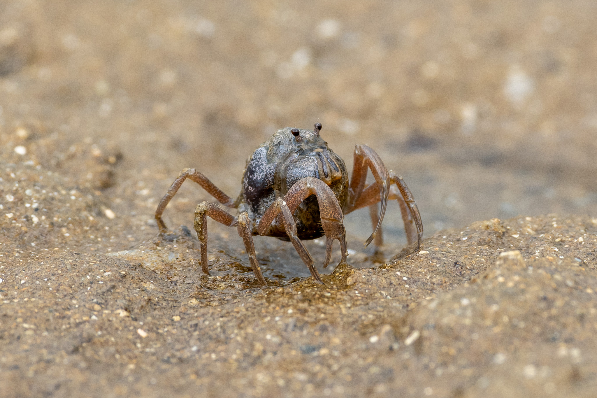 Soldier crab.