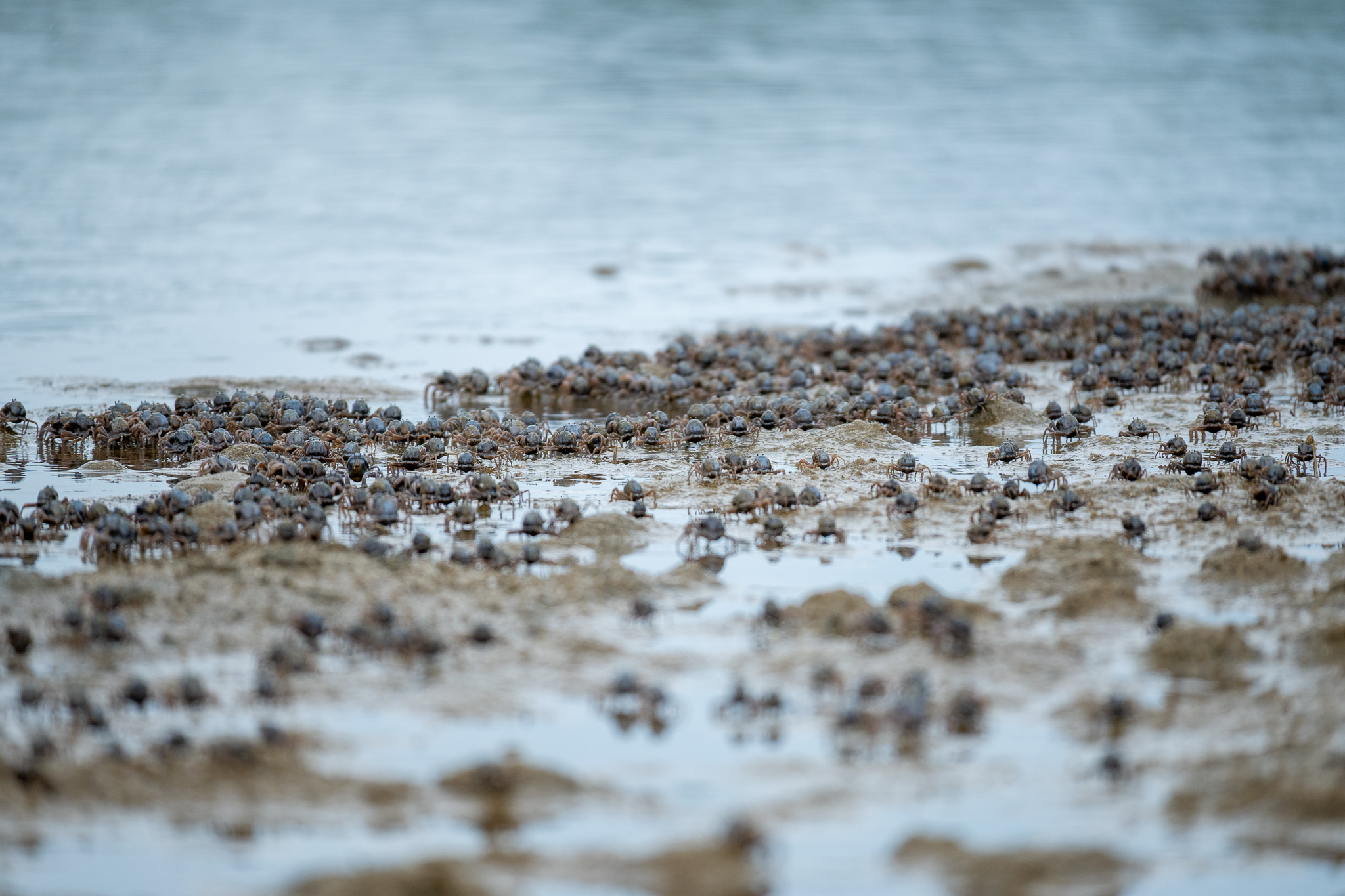A swarm of soldier crabs.