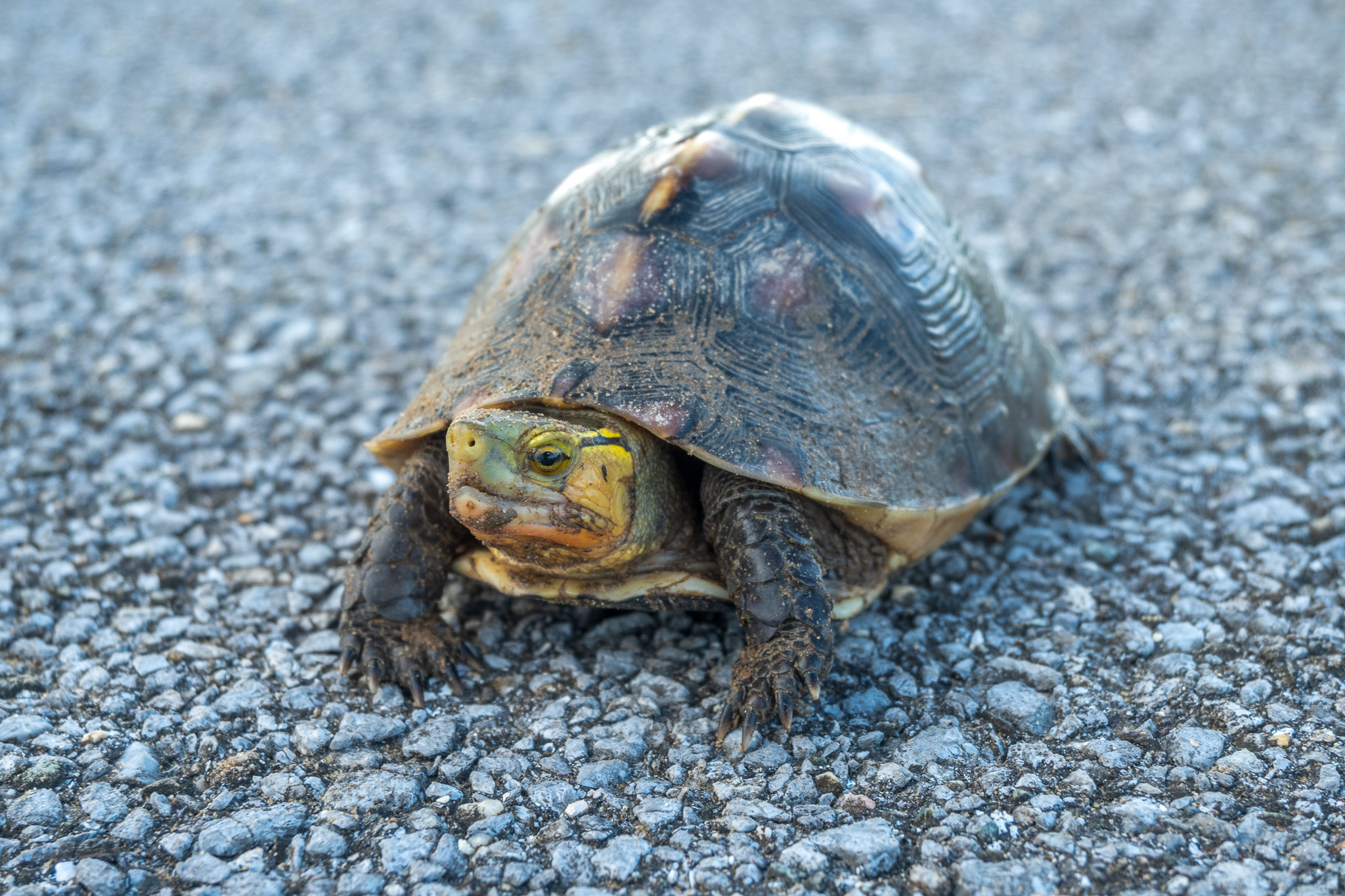 Yaeyama yellow-margined box turtle.