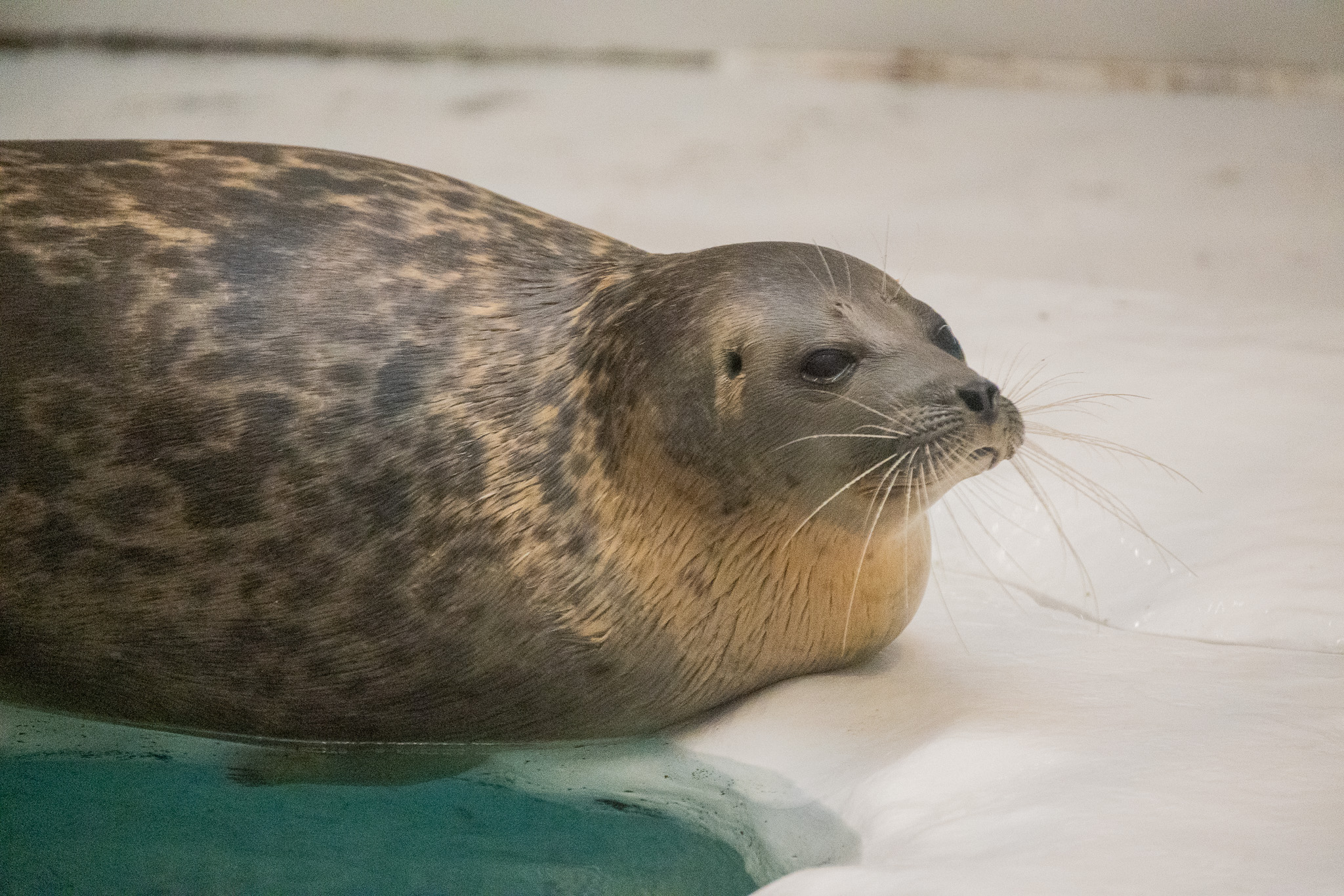 Spotted seal. Named for the ring-shaped spot pattern on its body, but this individual is a juvenile, so the pattern is not yet clear.