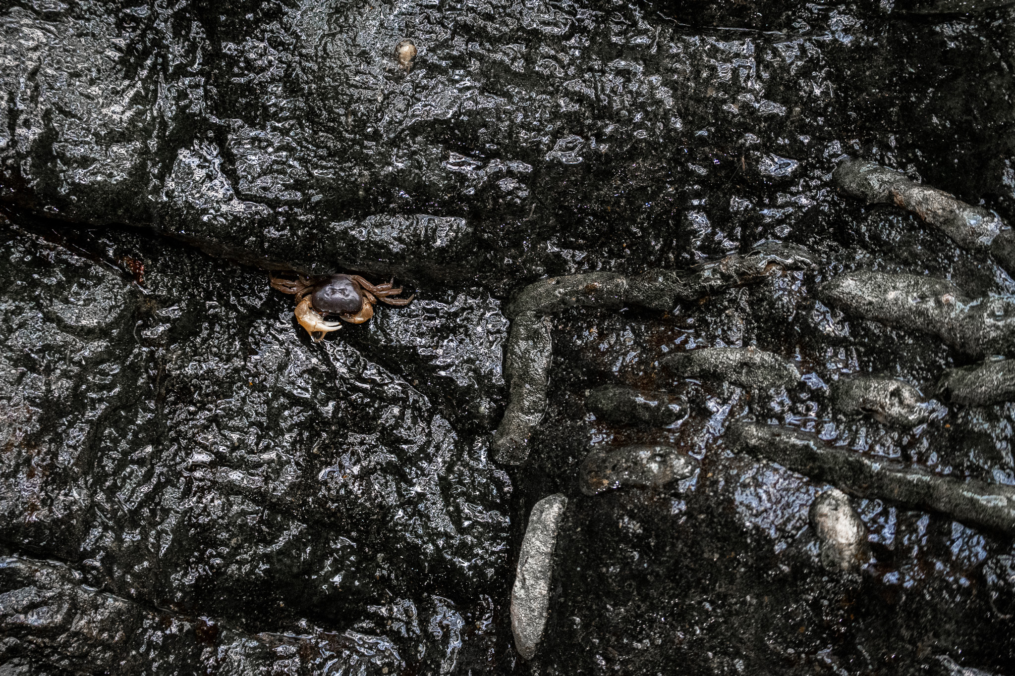Japanese freshwater crab.