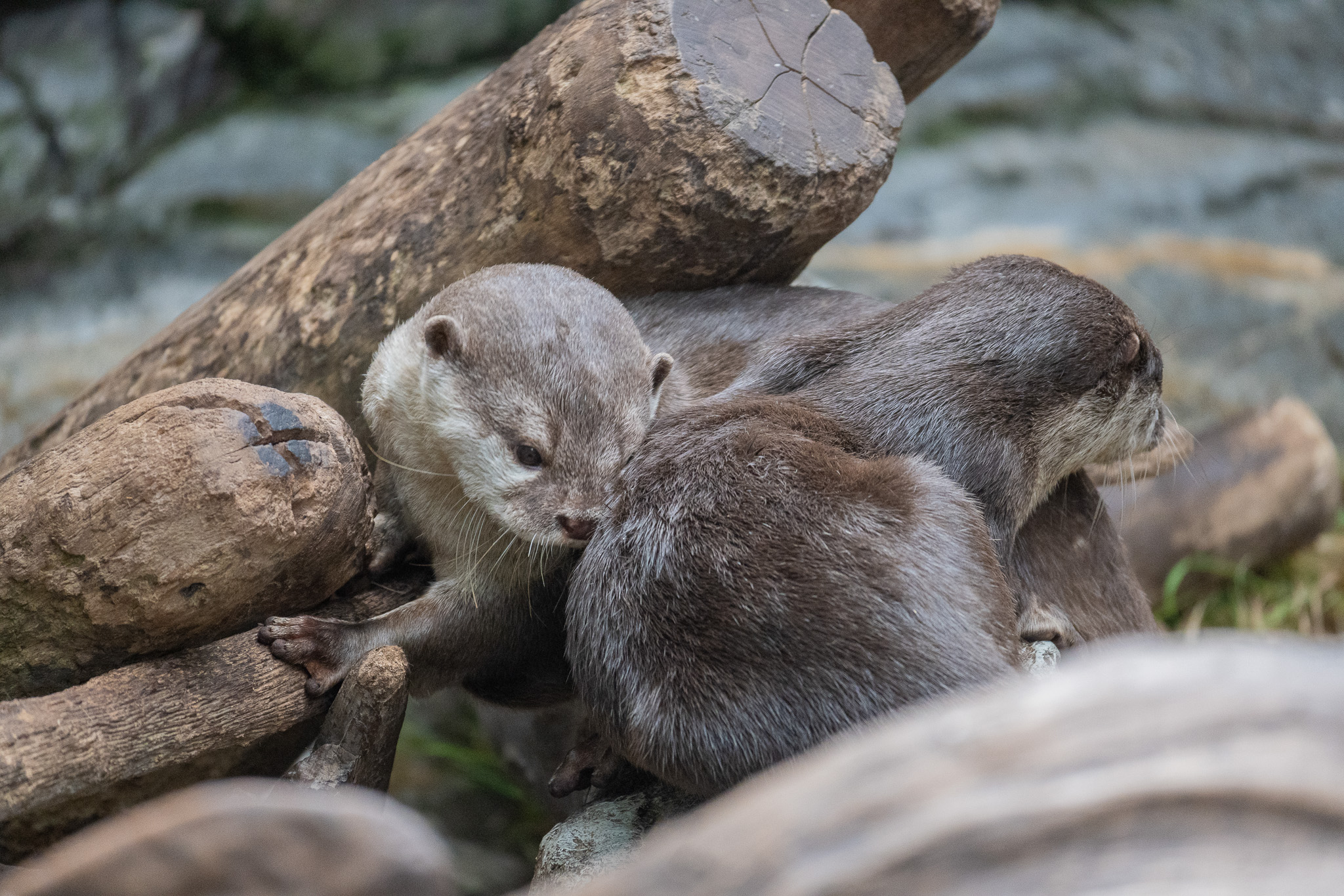 Asian small-clawed otters. Exhibited in the "Japanese Forest" area of the aquarium, but the otters that once inhabited the Japanese forest were Japanese otters, which were designated as extinct species in 2012.