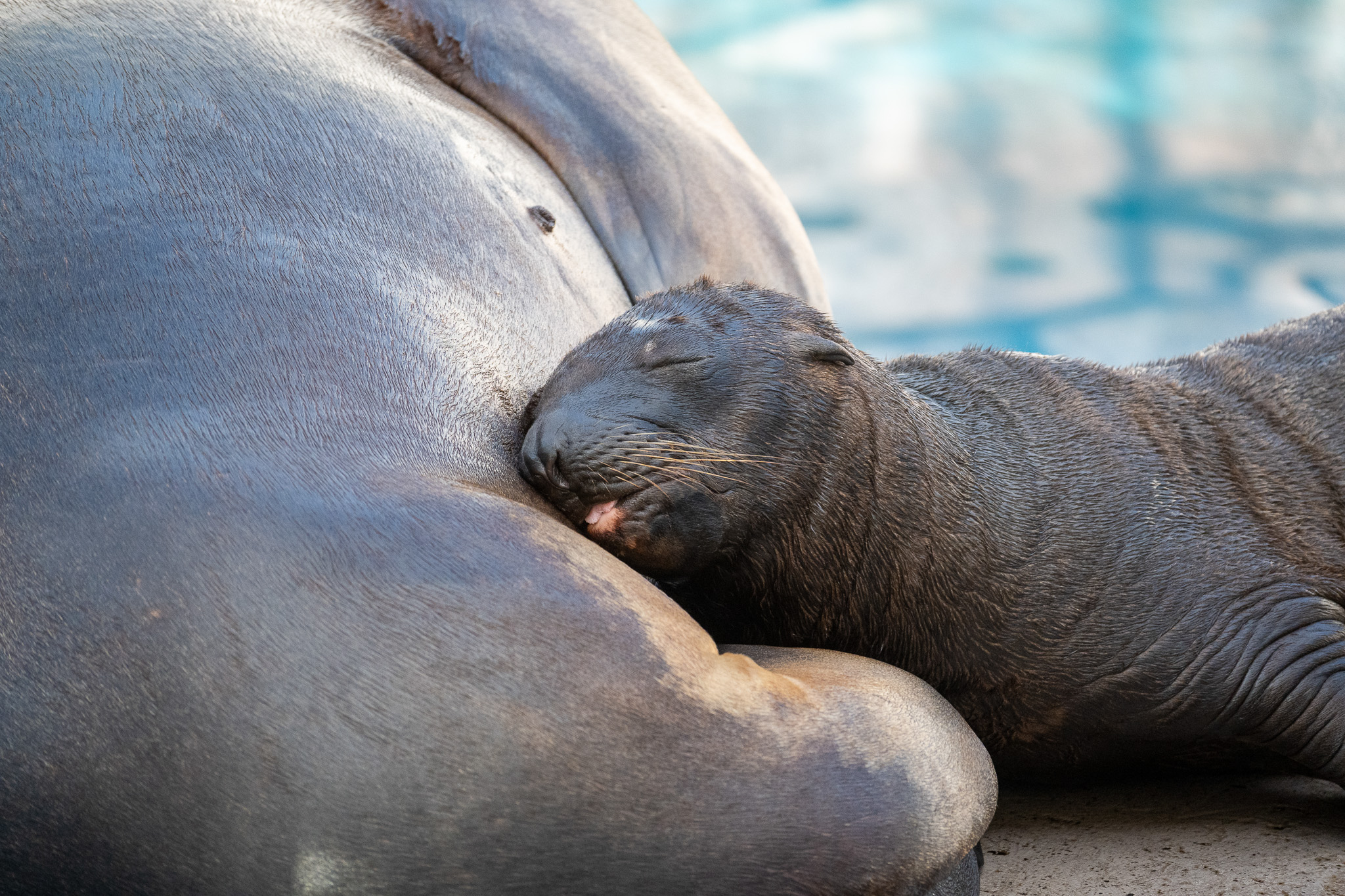 Steller's sea lion.