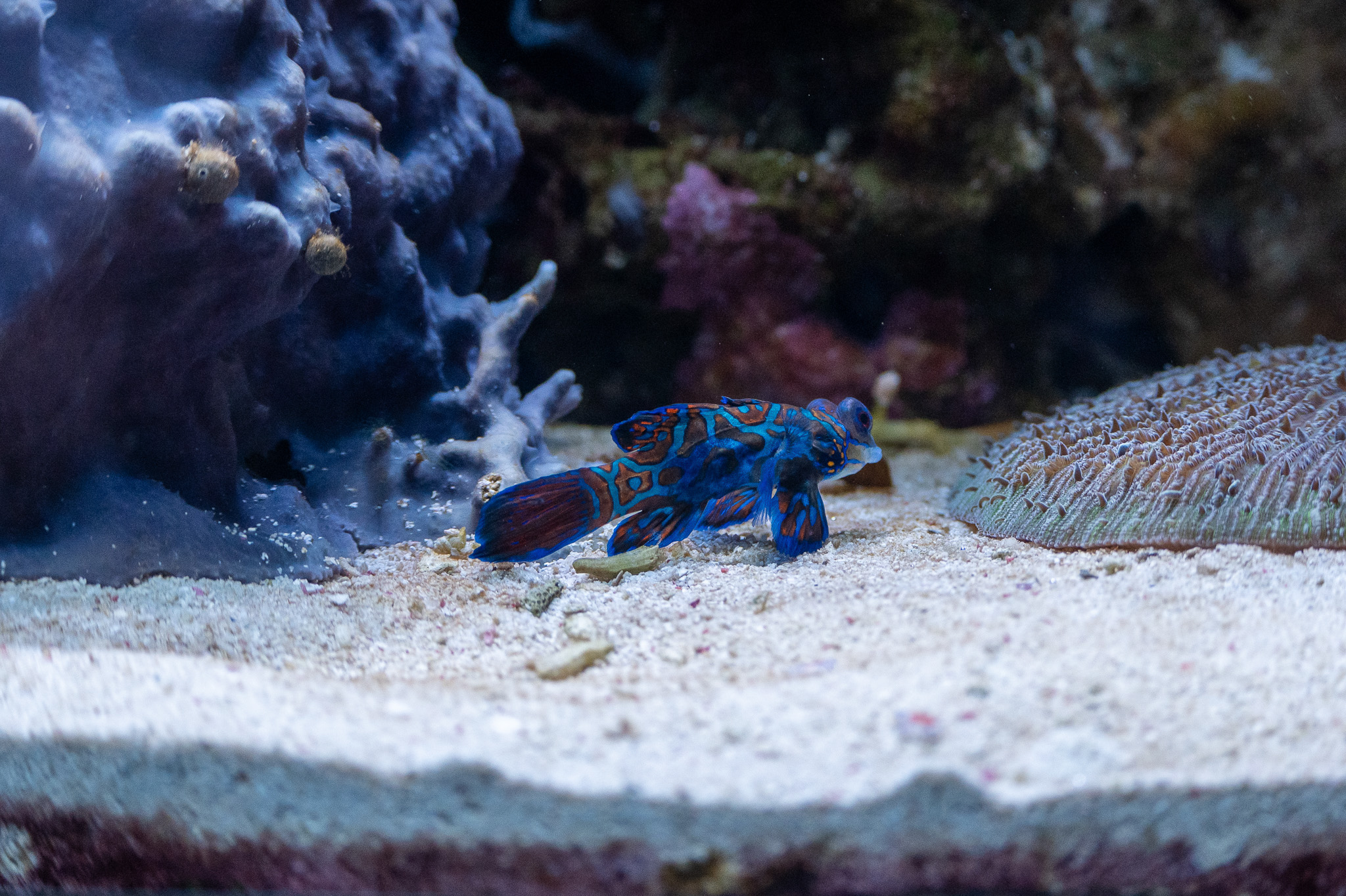 Mandarinfish. Known for its blue body color due to cyanophores, a type of pigment cell. The blue color in many other ectothermic animals is not pigment-based but structural.