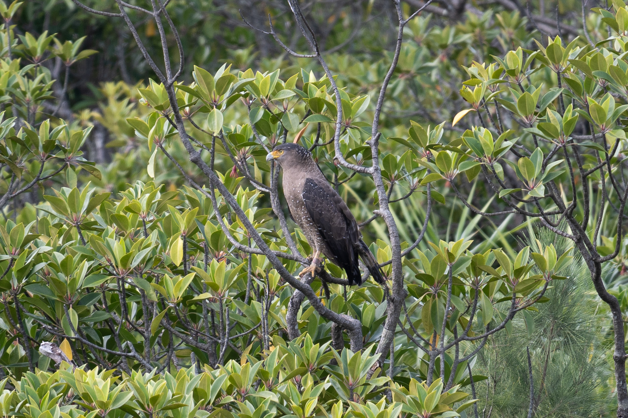 Crested serpent eagle.