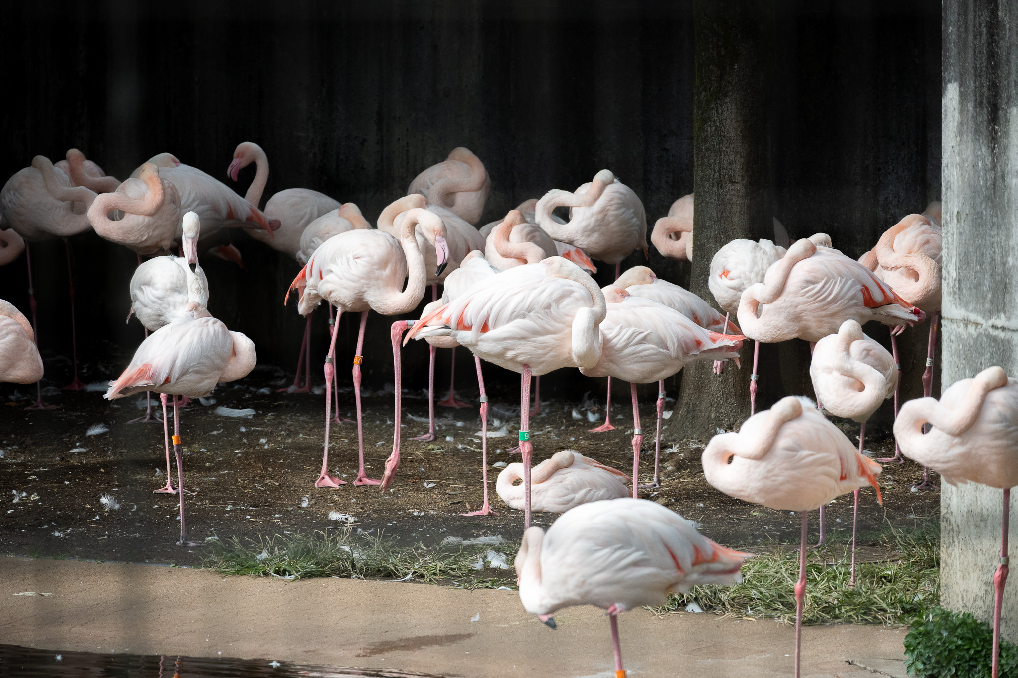 European flamingos.