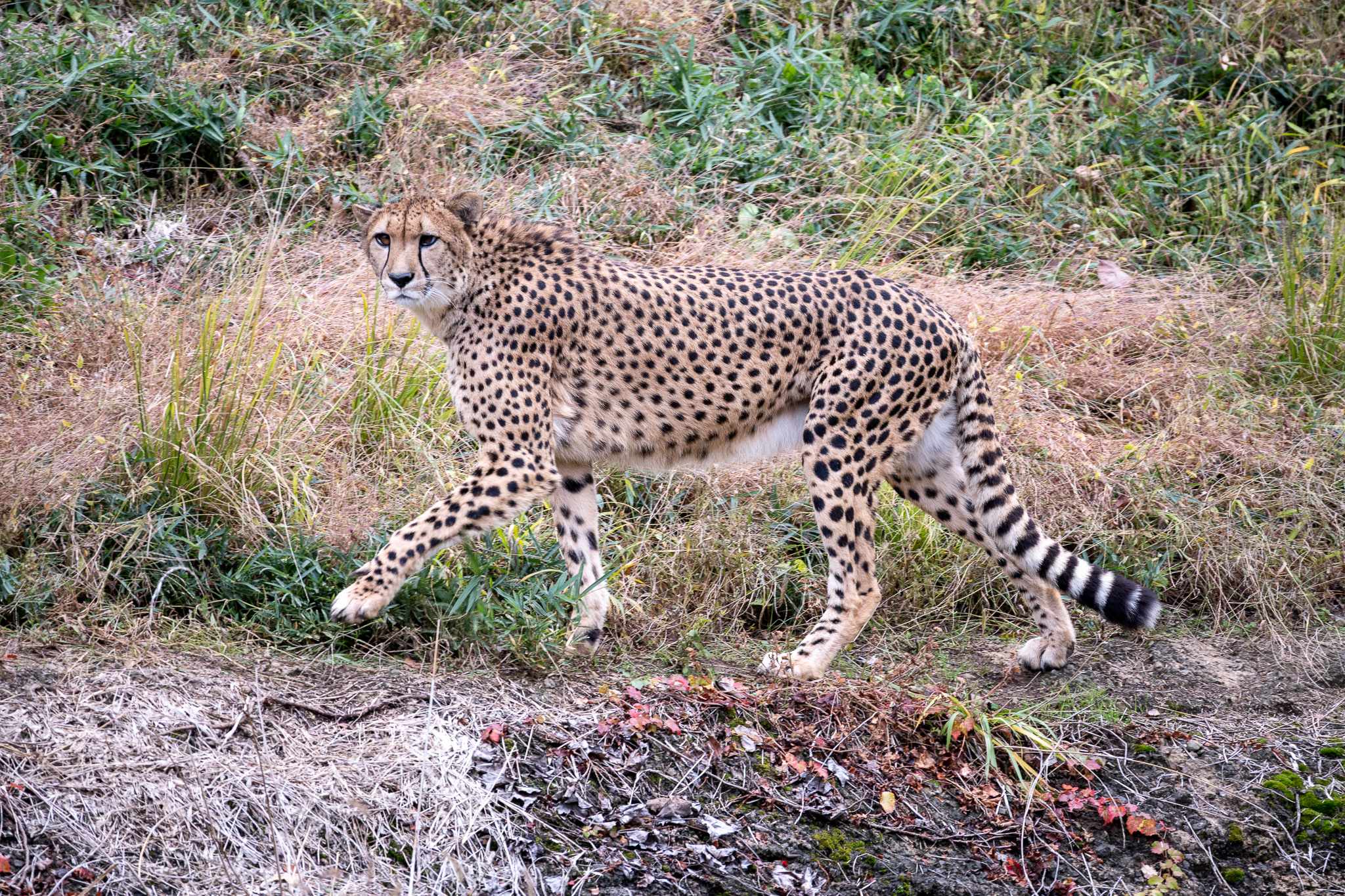 Cheetah.