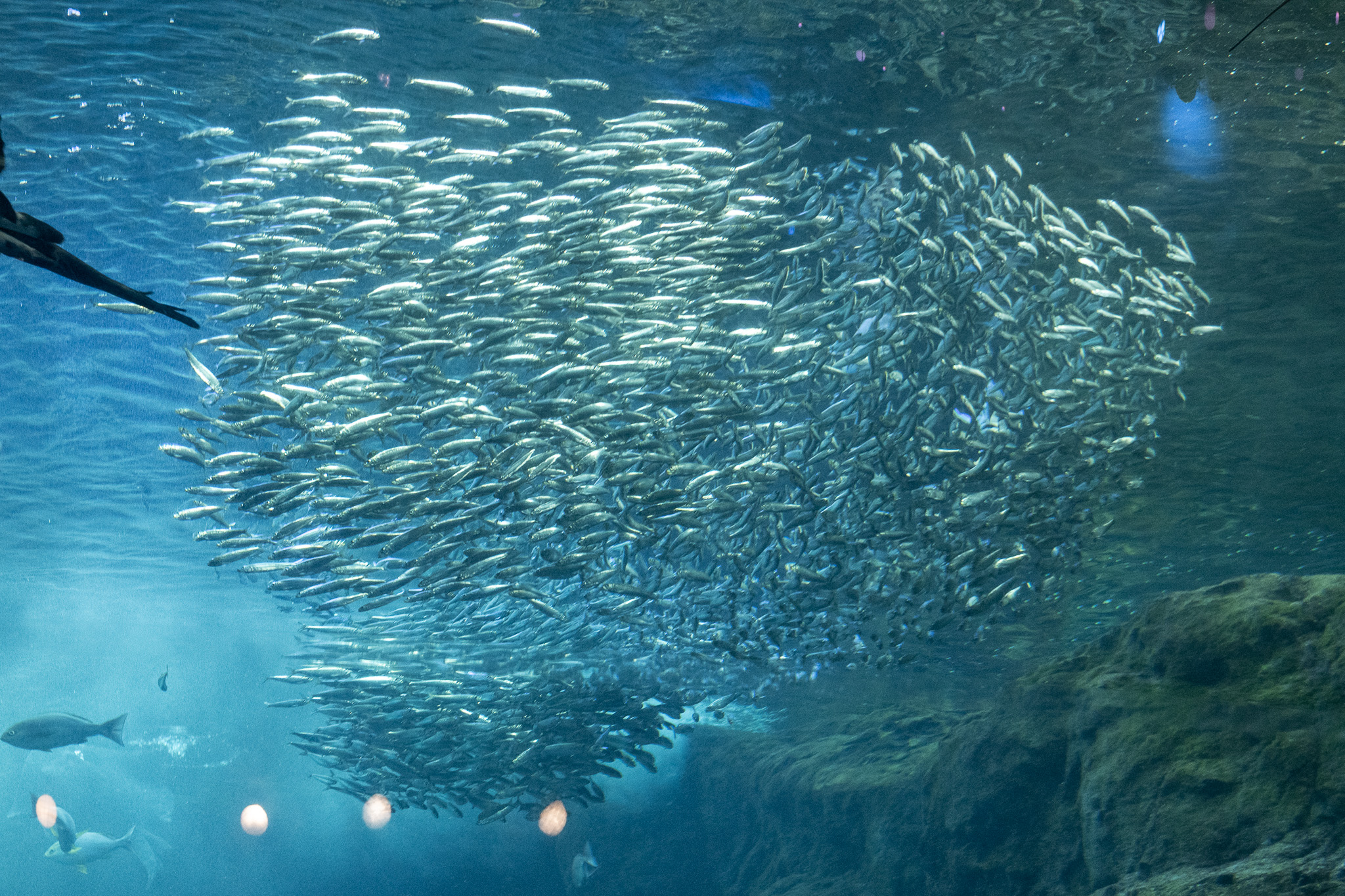 A school of sardines.